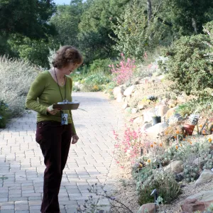 Betsy Collins leads a tour of the Dudleya (liveforevers) Display for docents at SBBG 
