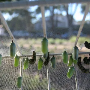 monarch butterfly pupae, SBBG Master Gardener: Butterfly Garden at Alice Keck Park Memorial Garden