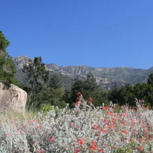SBBG Meadow view to the Santa Ynez Mountains