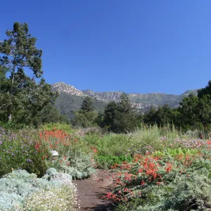 SBBG Meadow view to the Santa Ynez Mountains