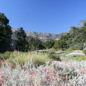 SBBG Meadow view to the Santa Ynez Mountains