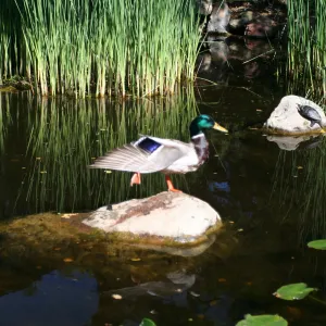 drake, mallard duck, SBBG Meadow Pond