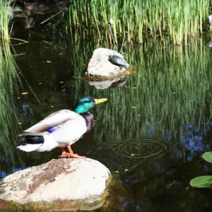 drake, mallard duck, SBBG Meadow Pond