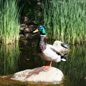 drake, mallard duck, SBBG Meadow Pond