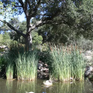 SBBG Meadow Pond