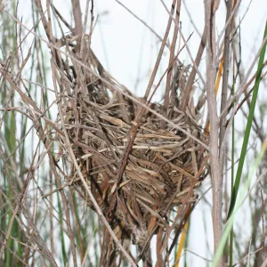 bird nest, Lake Casitas, SBBG education tours, 2005-2006