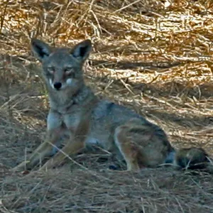 coyote on the island, Lake Casitas, SBBG education tours, 2005-2006