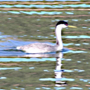 western grebe, Lake Casitas, SBBG education tours, 2005-2006