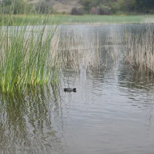 tules, Lake Casitas, SBBG education tours, 2005-2006