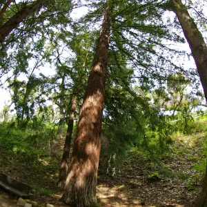 Redwood Section, Santa Barbara Botanic Garden, March 2011, © Gary Margeson