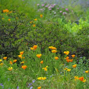 wildflowers and manzanita, Santa Barbara Botanic Garden, March 2011, © Gary Margeson