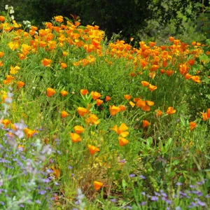 poppies and blue-eyed grass, wildflowers, Santa Barbara Botanic Garden, March 2011, © Gary Margeson