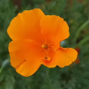 Eschscholzia californica, flower close-up, Santa Barbara Botanic Garden, March 2011, © Gary Margeson