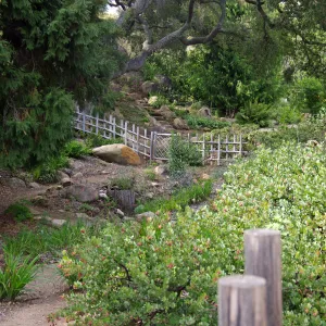 Tea House Garden, Santa Barbara Botanic Garden, March 2011, © Gary Margeson