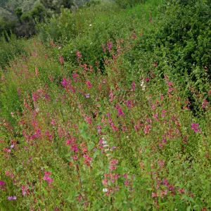 Porter Trail, view to the mountains, La Cumbre Peak, wildflowers, Santa Barbara Botanic Garden, March 2011, © Gary Margeson