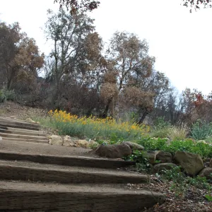 yellow flowers, old entrance steps, Art from the Ashes event, SBBG