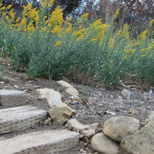 yellow flowers, old entrance steps, Art from the Ashes event, SBBG