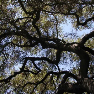 live oak canopy