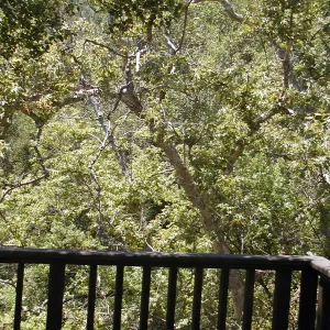 Mission Canyon tree canopy from the Home Demonstration Deck