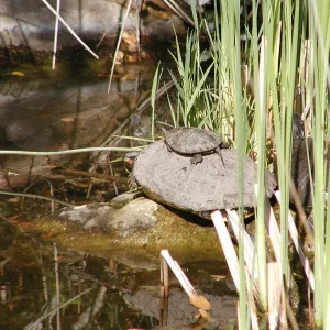 turtle in the Meadow Pond, SBBG