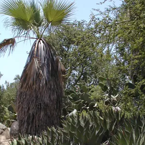 fan palm and Agave (Century Plant) in the Desert Section, SBBG