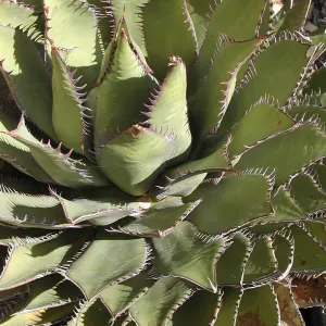 Agave (Century Plant), SBBG