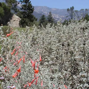 Meadow, SBBG