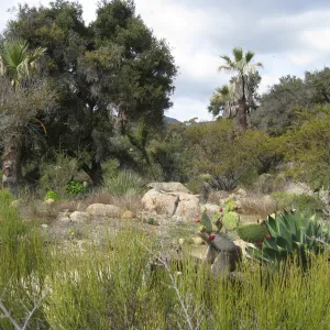 Desert Section
