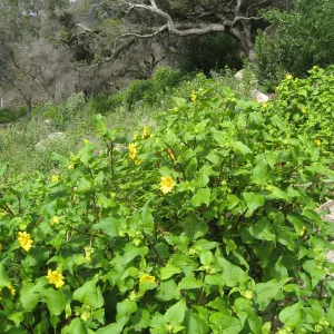 Canyon sunflower along the Campbell trail
