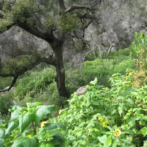 Canyon sunflower masses in the canyon two years after Jesusita Fire