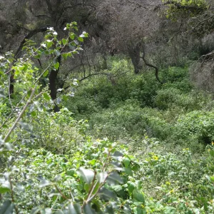 Canyon sunflower masses in the canyon two years after Jesusita Fire