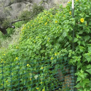 Canyon sunflower along Campbell Trail