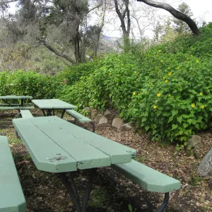 Canyon sunflower at the picnic area