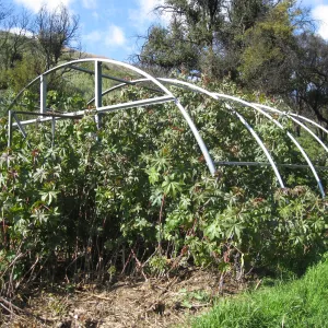 Greenhouse frame at the Cavalli property filled with castor bean