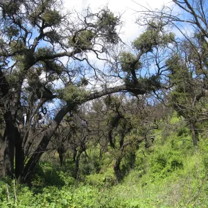 Fire damage to live oaks in drainage east side of Cavalli ridge
