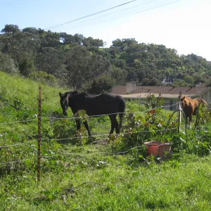 Neighbor horses grazing on Garden property at Cavalli site