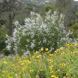 Ceanothus spinosus, Encelia californica in Cypress Section