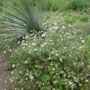 Lotus grandiflorus, Yucca whipplei on Porter Trail