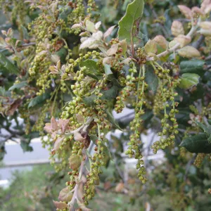 New growth on live oak