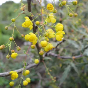 Berberis