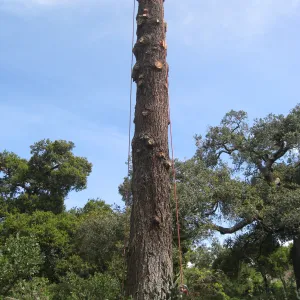 Removal of bigcone spruce in the Manzanita Section