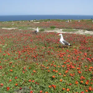 Anacapa Island, western gulls setting up territories on Carpobrotus