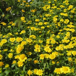 Anacapa Island, Lasthenia californica