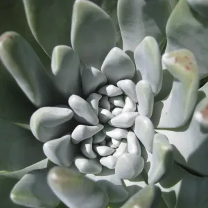 Anacapa Island, Dudleya caespitosa