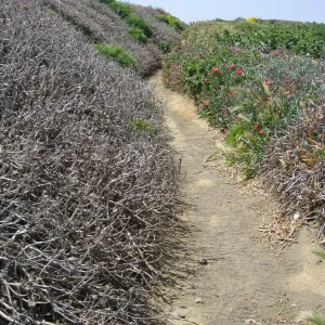 Anacapa Island, showing effects of eforts to control Carpobrotus