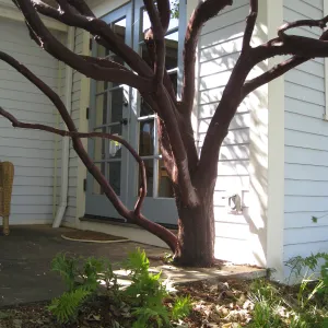 Manzanita in front of Mary Carroll's house