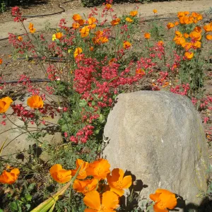 Kolstad Garden, California poppy, Heuchera