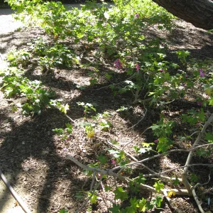 Kolstad Garden, Lavatera assurgentiflora