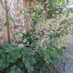 Kolstad Garden, Heuchera maxima