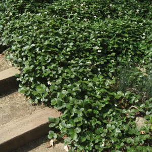 Kolstad Garden, Fragaria chiloensis